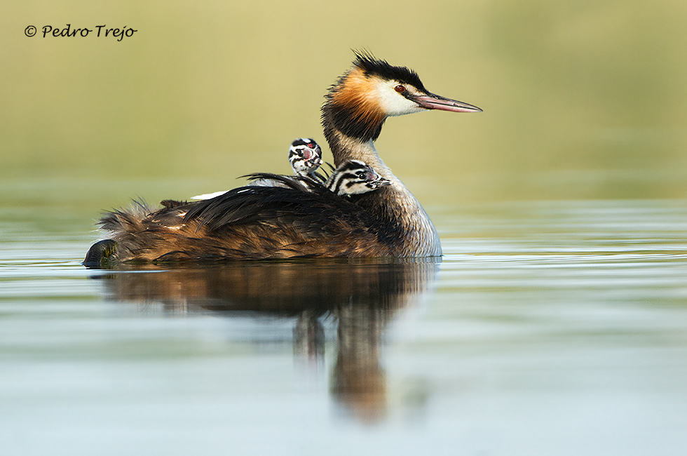 Somormujo lavando (Podiceps cristatus)